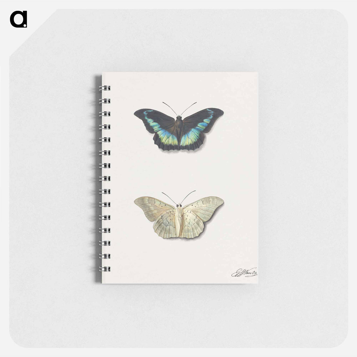 アートメモ帳-Butterfly, Top and Bottom View
- ジョージアス ヤコブス ヨハネス ファン オス Memo.