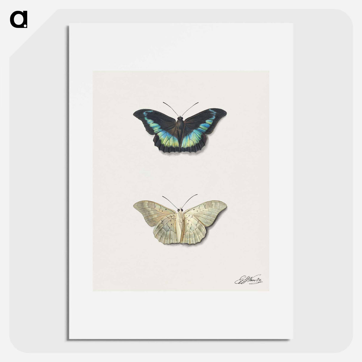 アートポスター-Butterfly, Top and Bottom View
- ジョージアス ヤコブス ヨハネス ファン オス Poster.