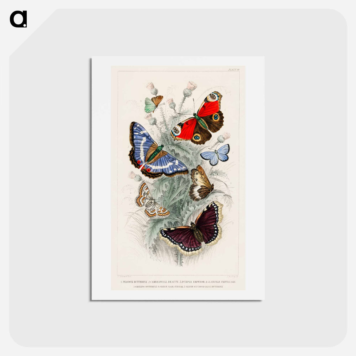 アートポストカード-Butterfly Collection
- ゴールドスミスの生き生きとした自然 Postcard.