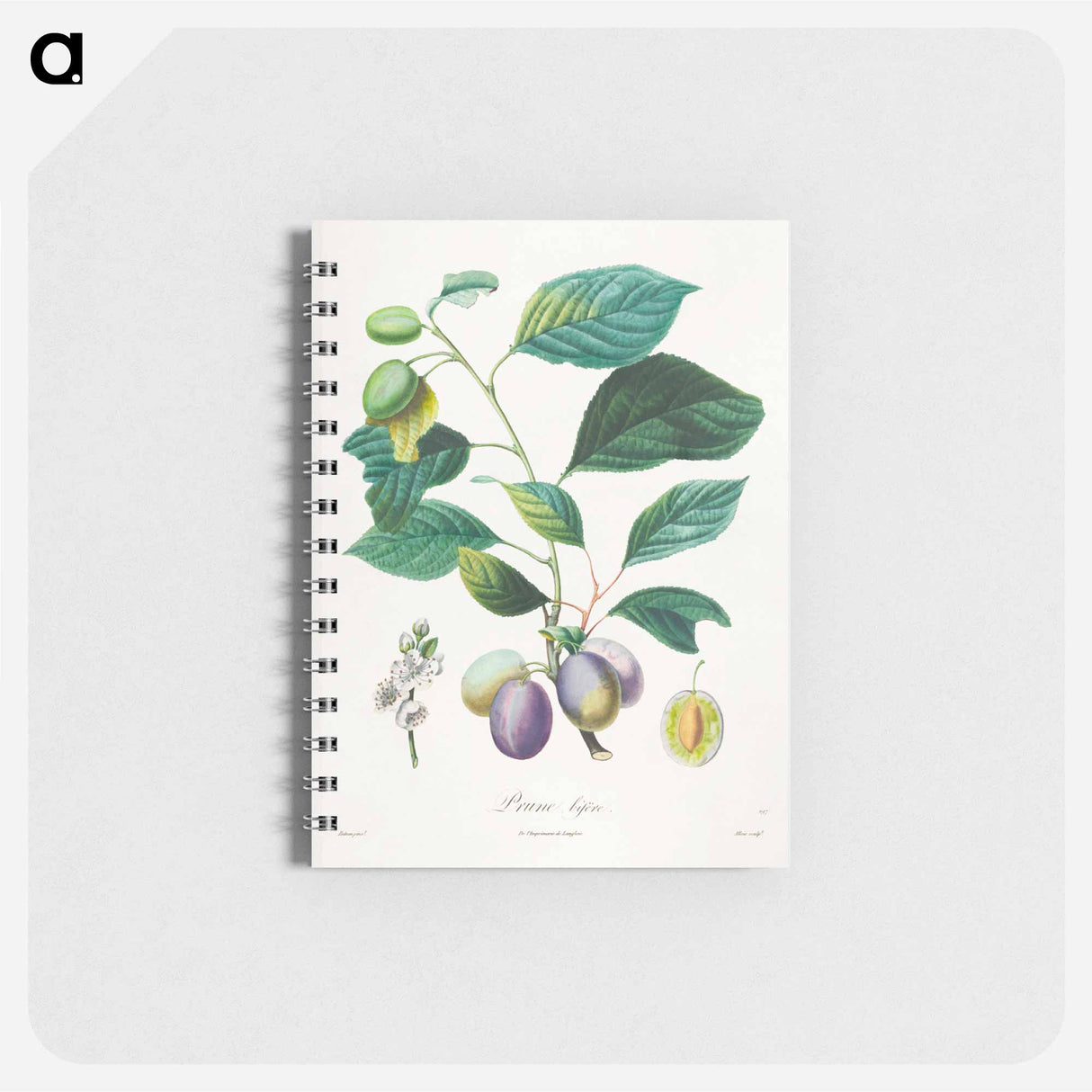 Traité des arbres fruitiers: Prune bifère - アンリ ルイ デュアメル デュ モンソー Memo.