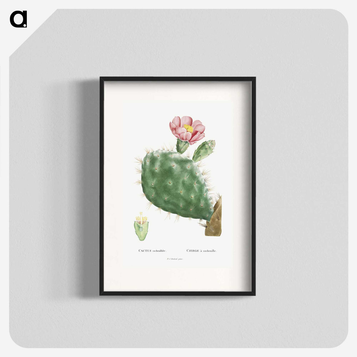1-2_Histoire-des-Plantes-Grasses_blk