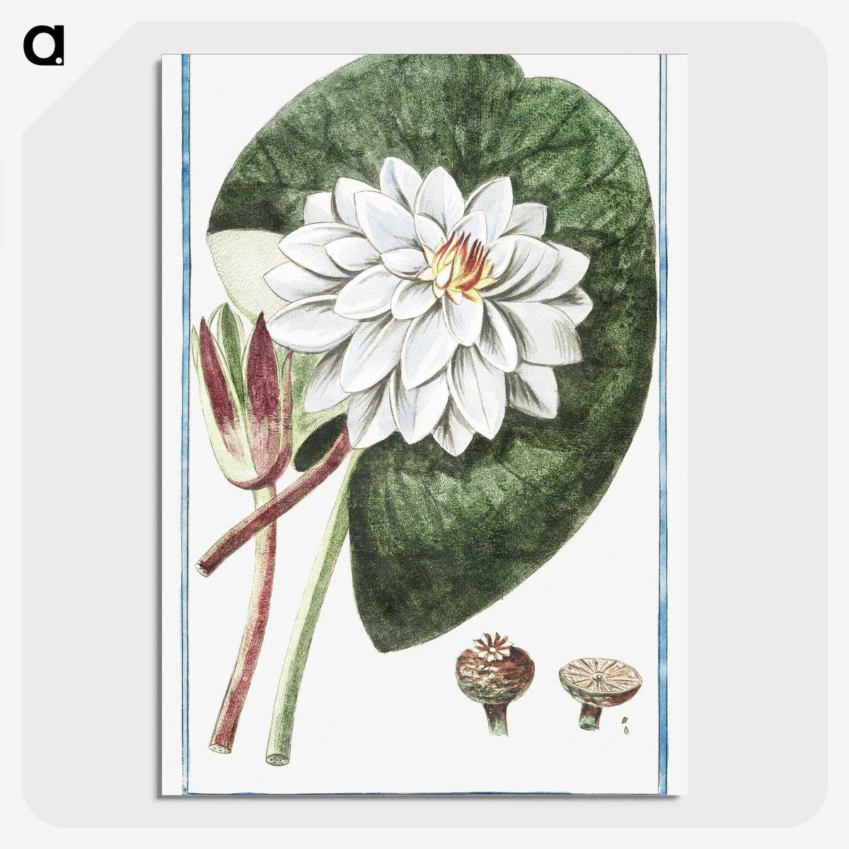 1-2_Hortus-Romanus-Botanical-Plates_picture-crop