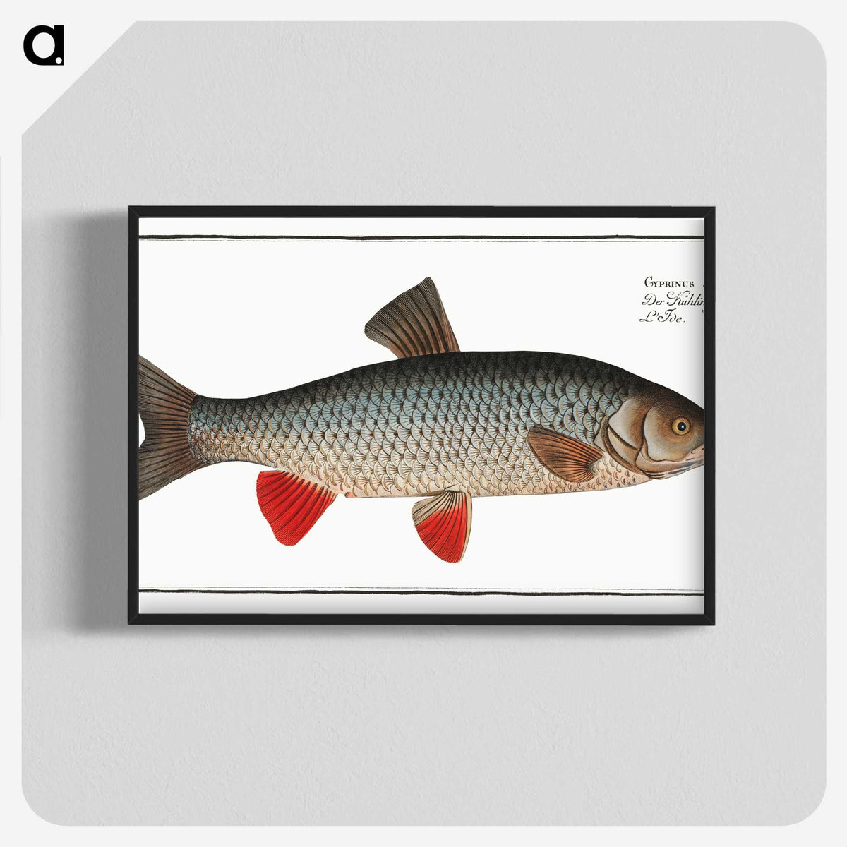 1-2_Ichtyologie-ou-Histoire-naturelle_blk-crop