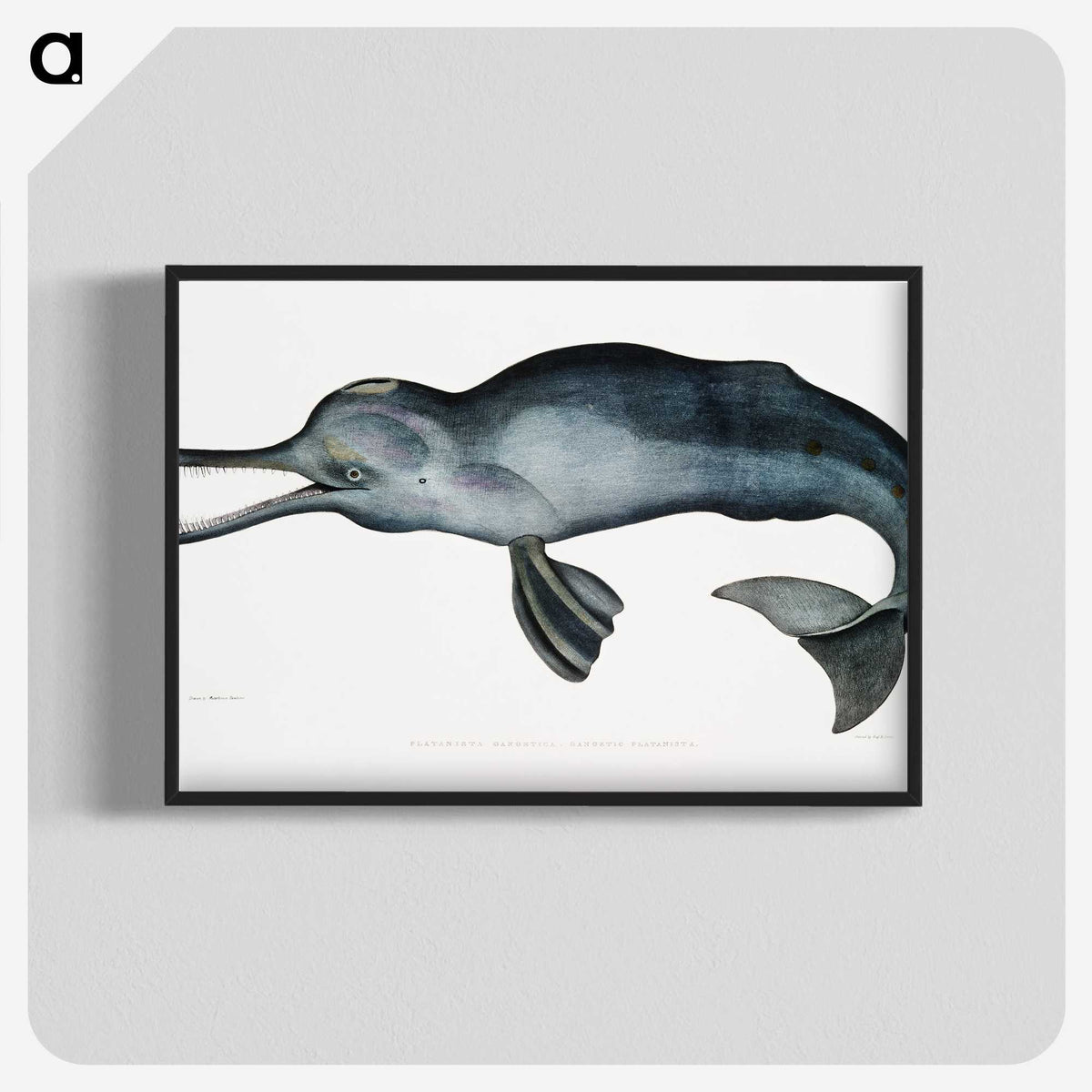 1-2_Indian-Zoology_blk-crop