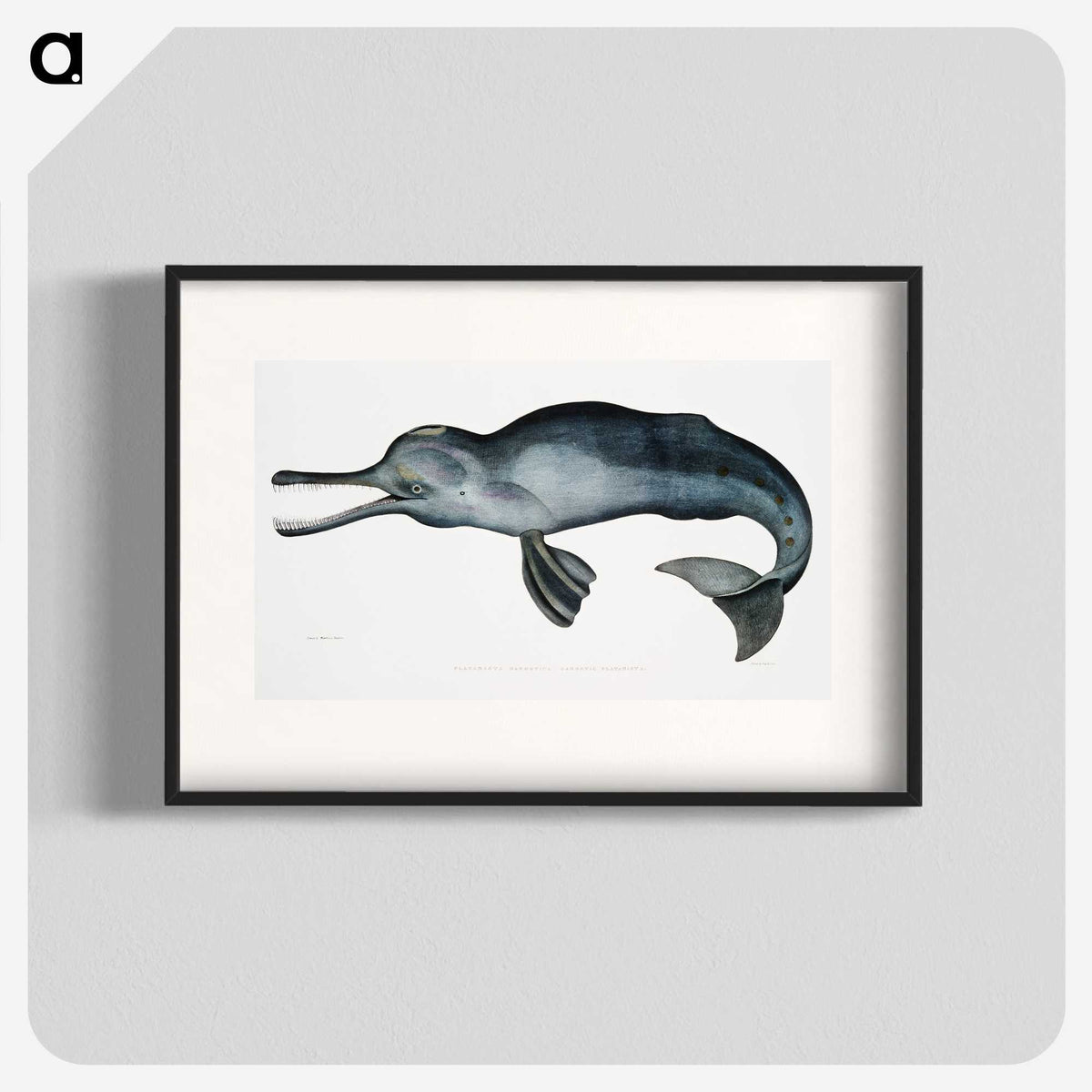 1-2_Indian-Zoology_blk