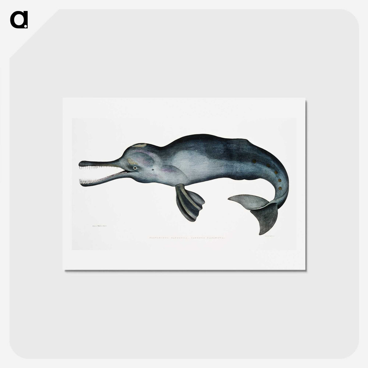 1-2_Indian-Zoology_hagaki