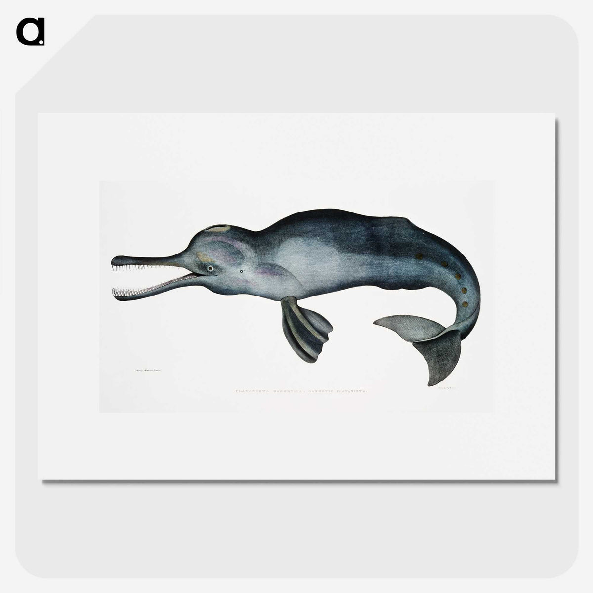 1-2_Indian-Zoology_picture