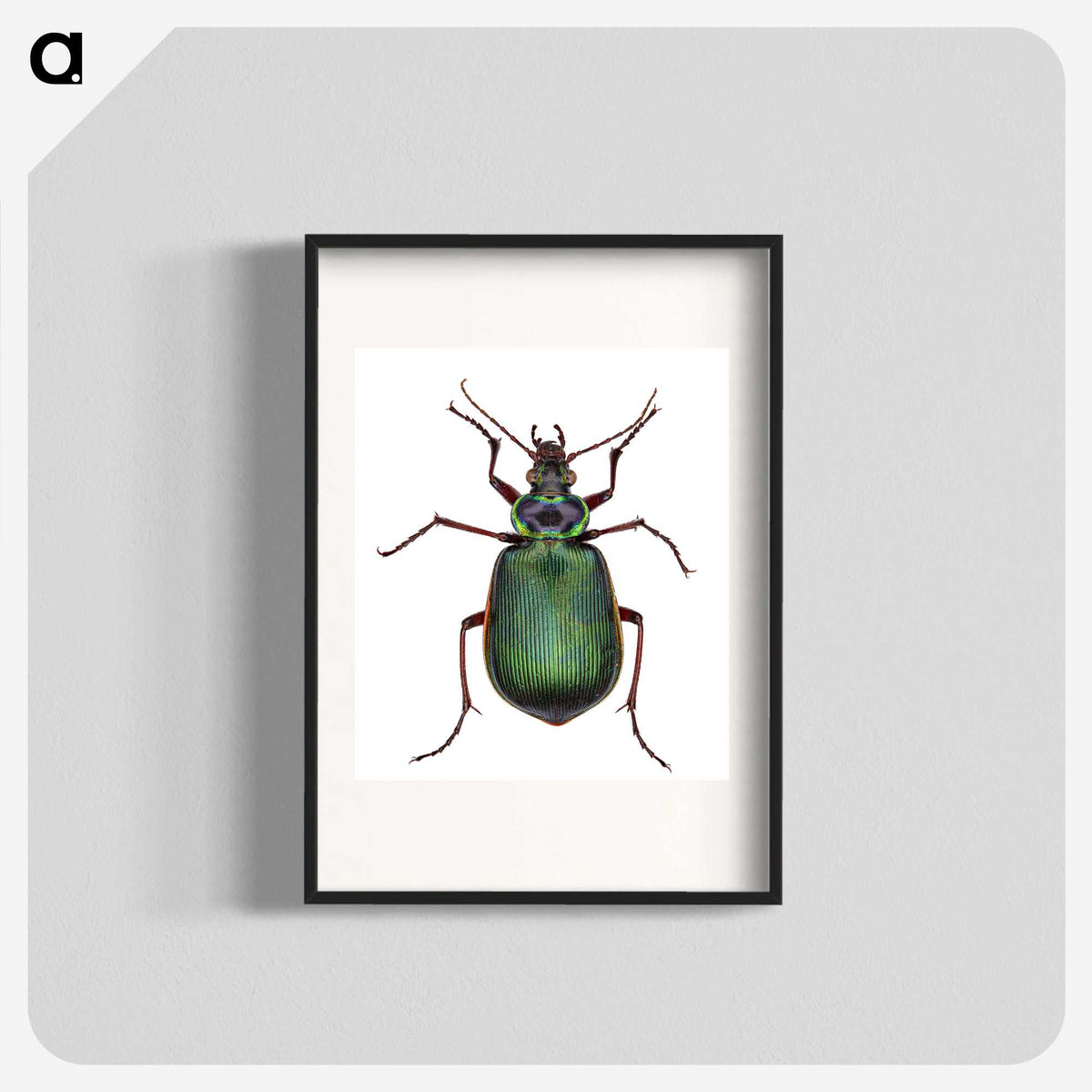 1-2_Insects-Unlocked-Project_blk