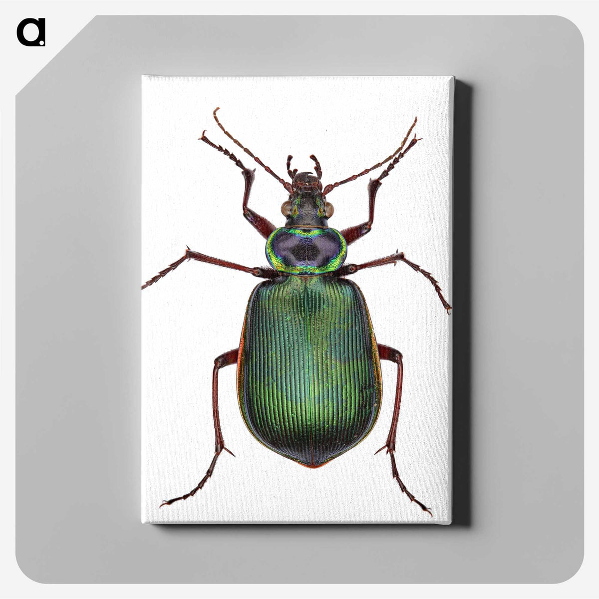 1-2_Insects-Unlocked-Project_canvas