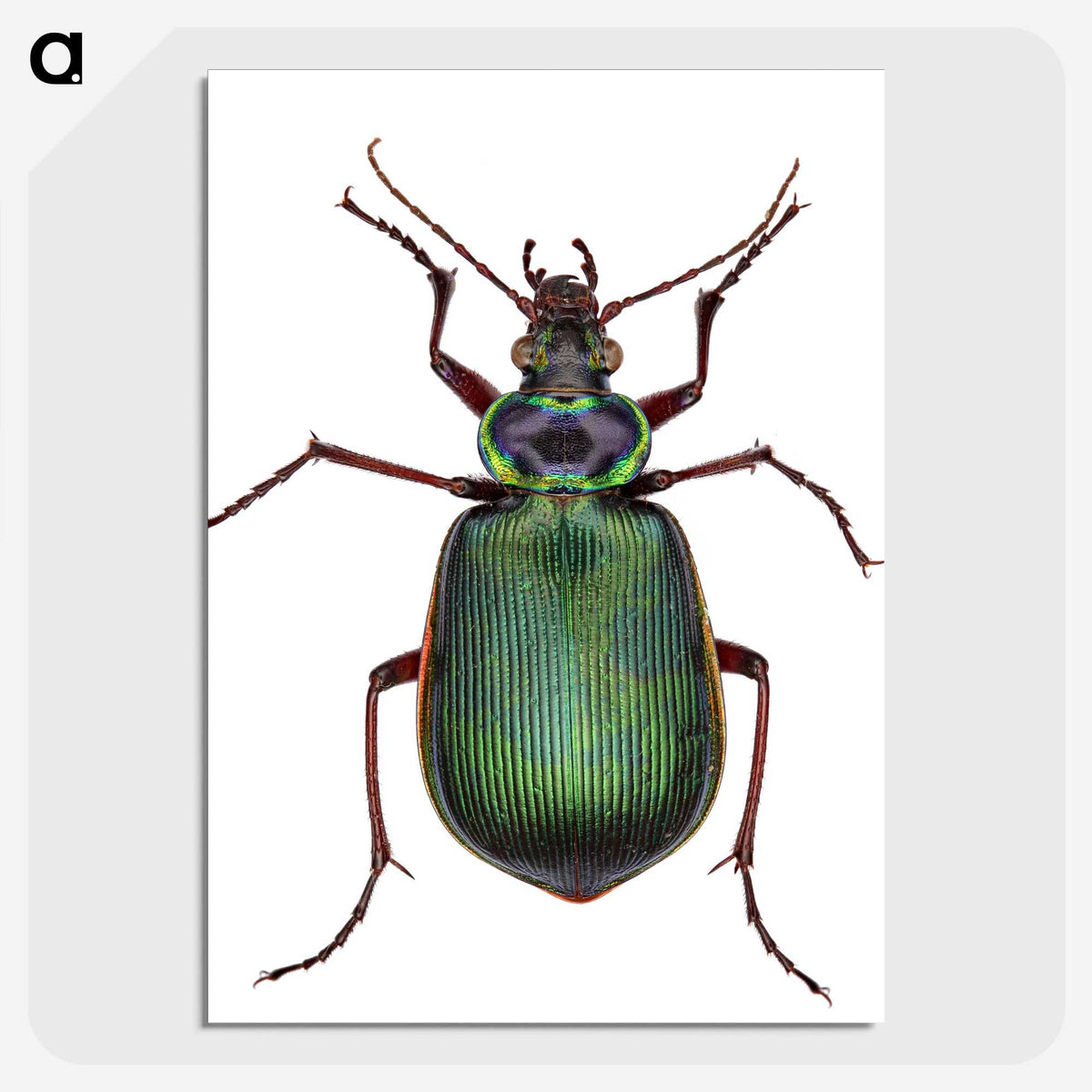 1-2_Insects-Unlocked-Project_picture-crop