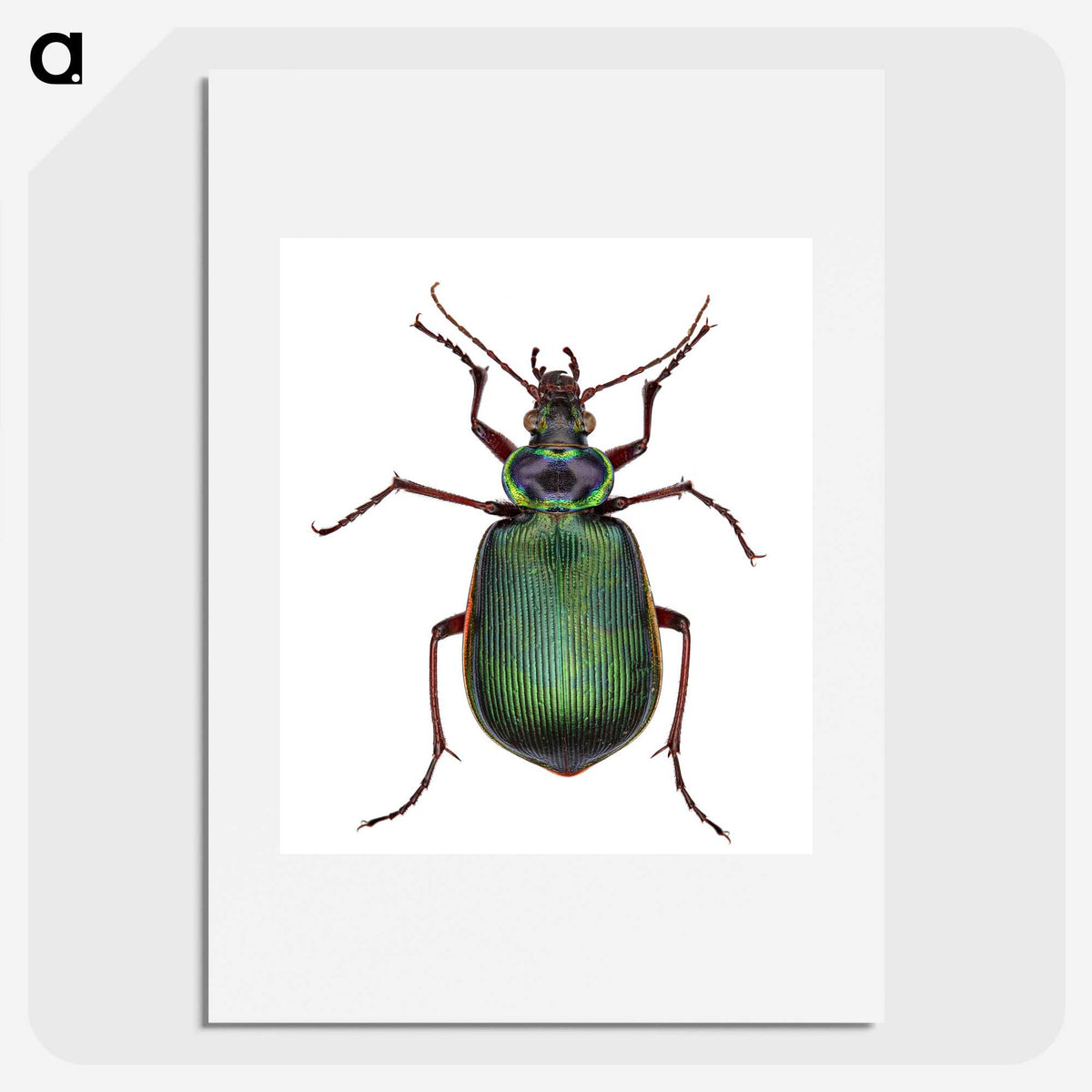 1-2_Insects-Unlocked-Project_picture