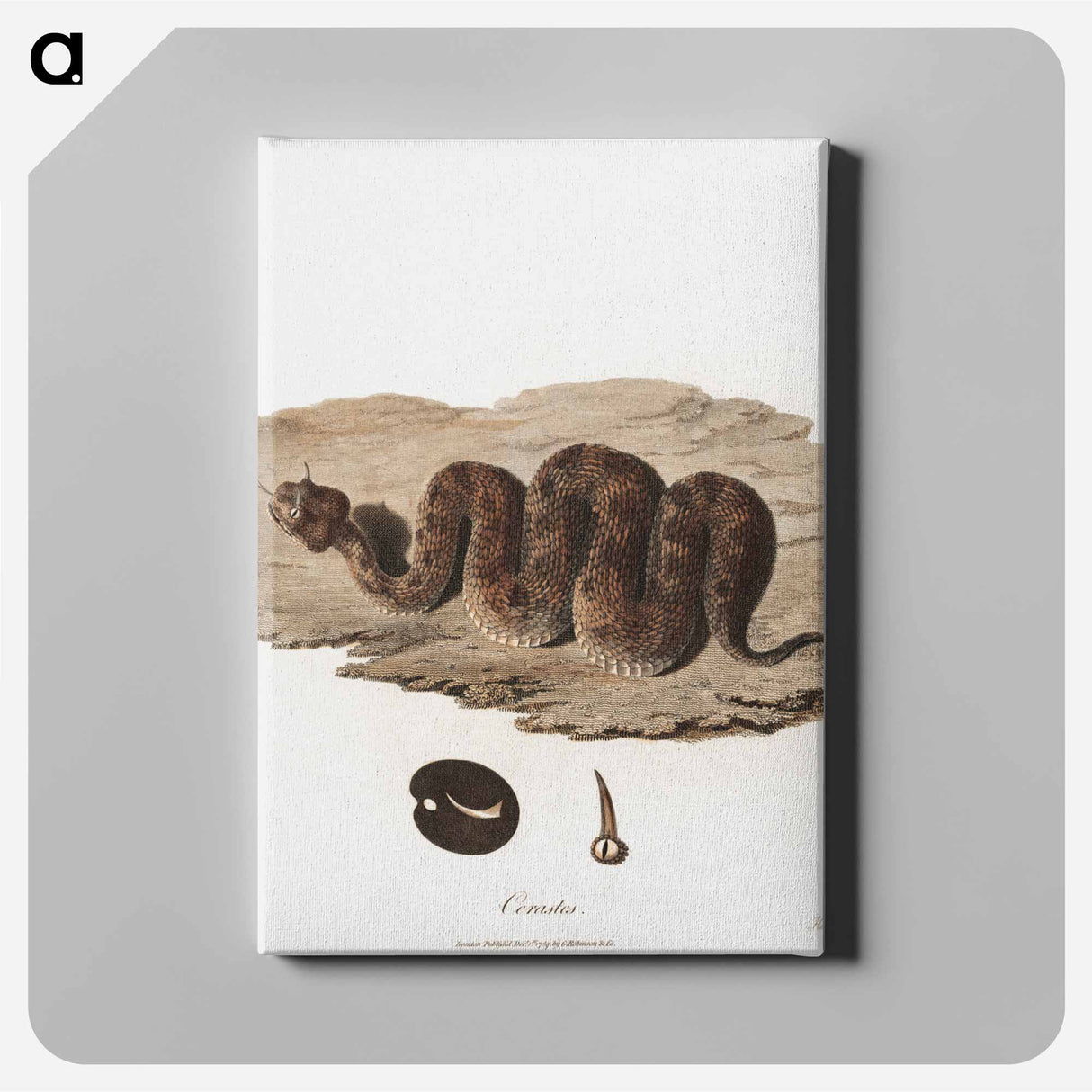 アートパネル-Cerastes Snake Illustration
- ジェームス ヒース Canvas.
