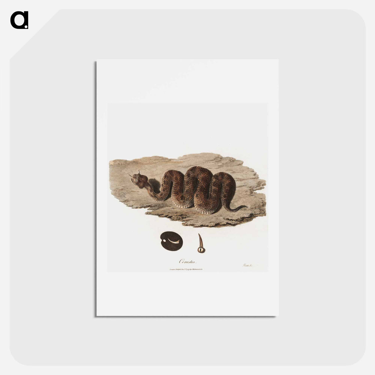 アートポストカード-Cerastes Snake Illustration
- ジェームス ヒース Postcard.