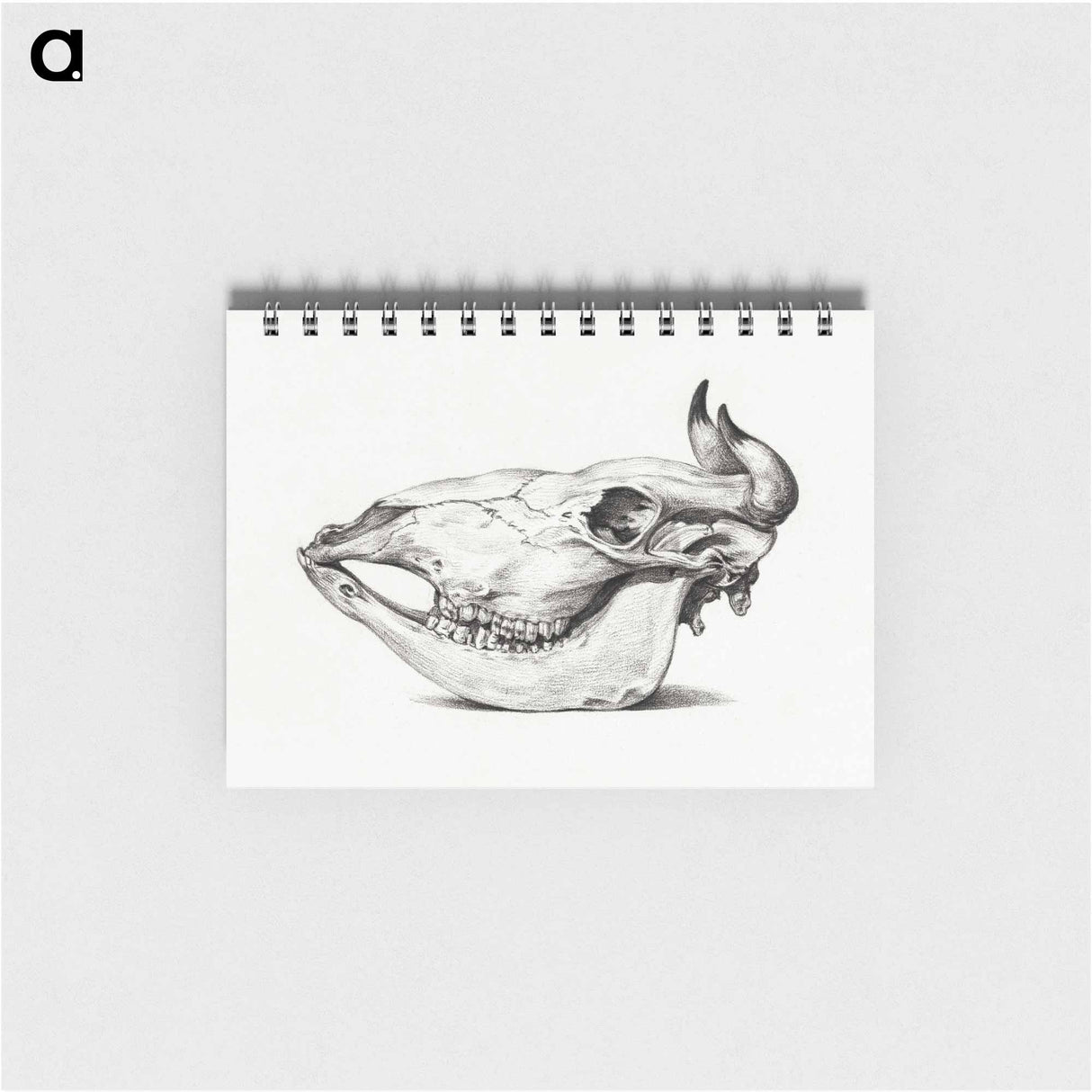 Skull of a cow - ジャン ベルナール Memo.