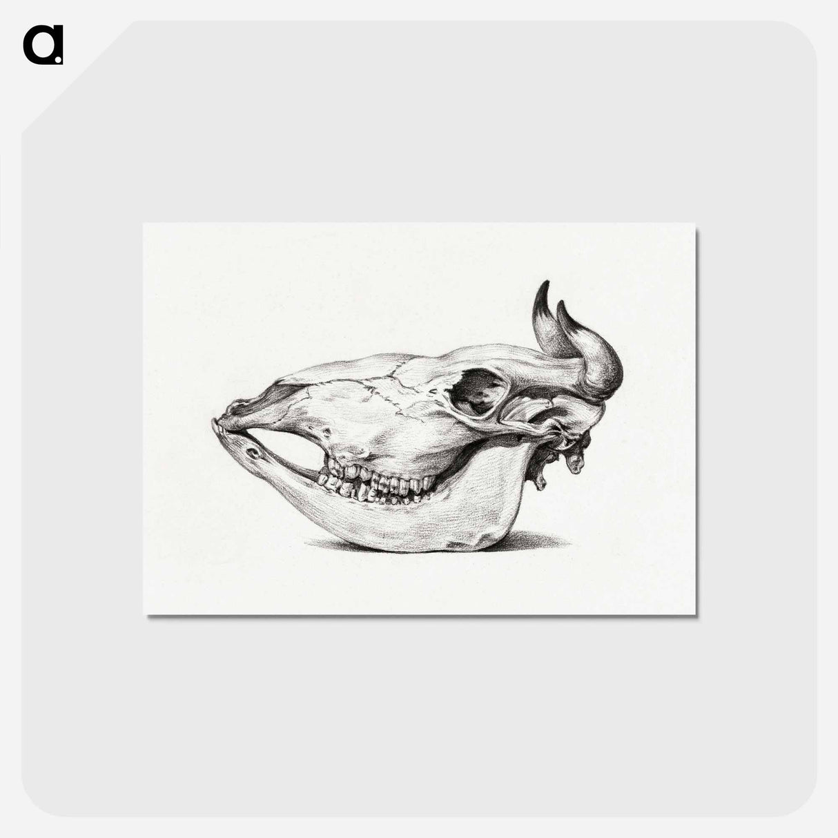アートポストカード-Skull of a cow - ジャン ベルナール Postcard.