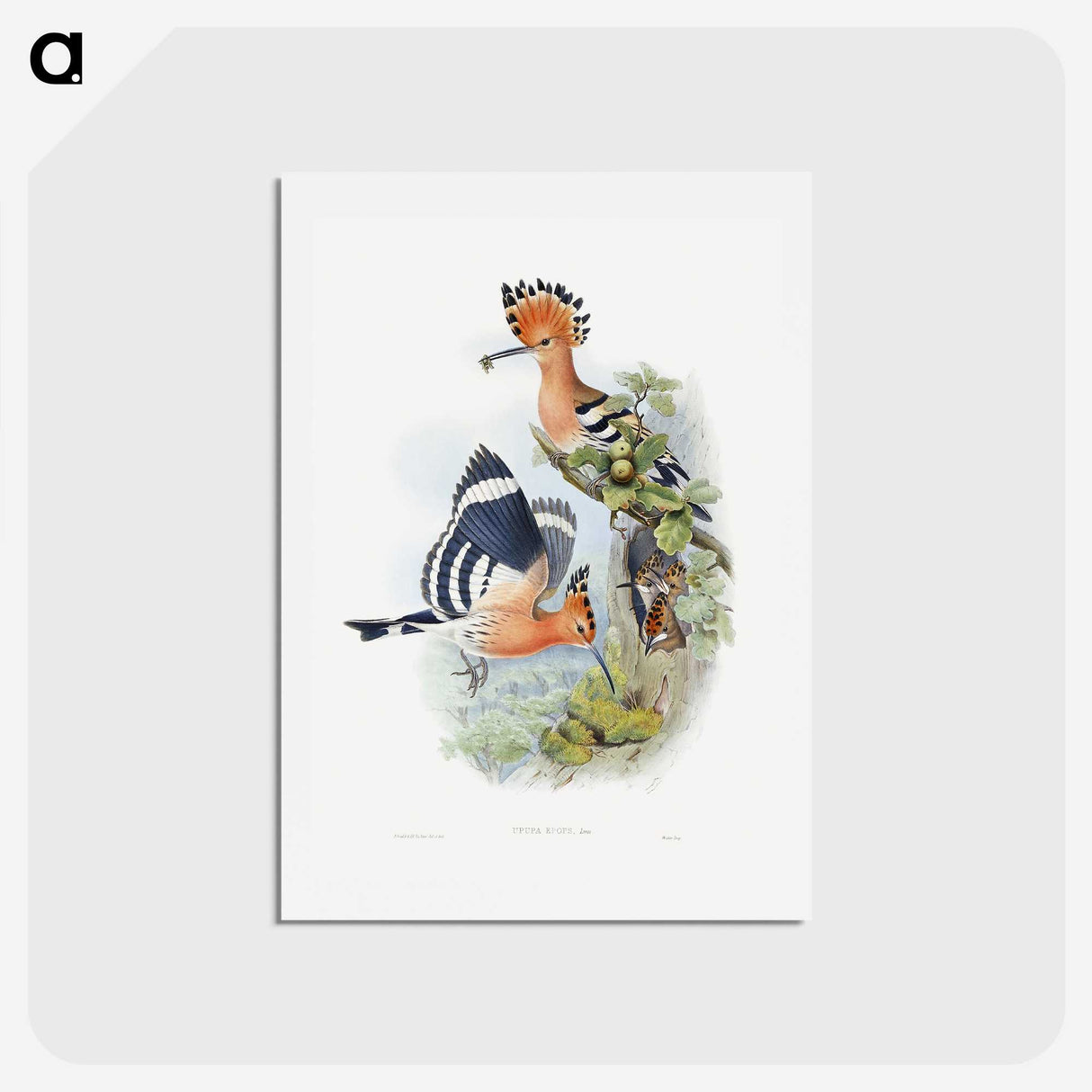 1-2_John-Gould_hagaki