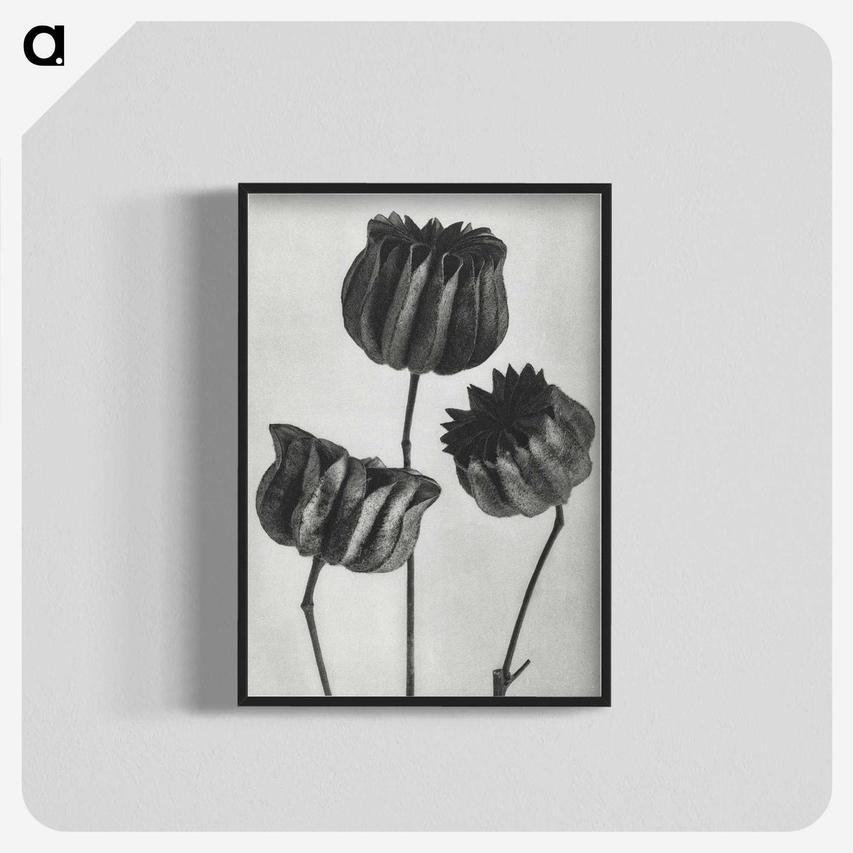 1-2_Karl-Blossfeldt_blk-crop
