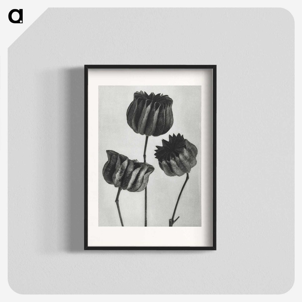 1-2_Karl-Blossfeldt_blk