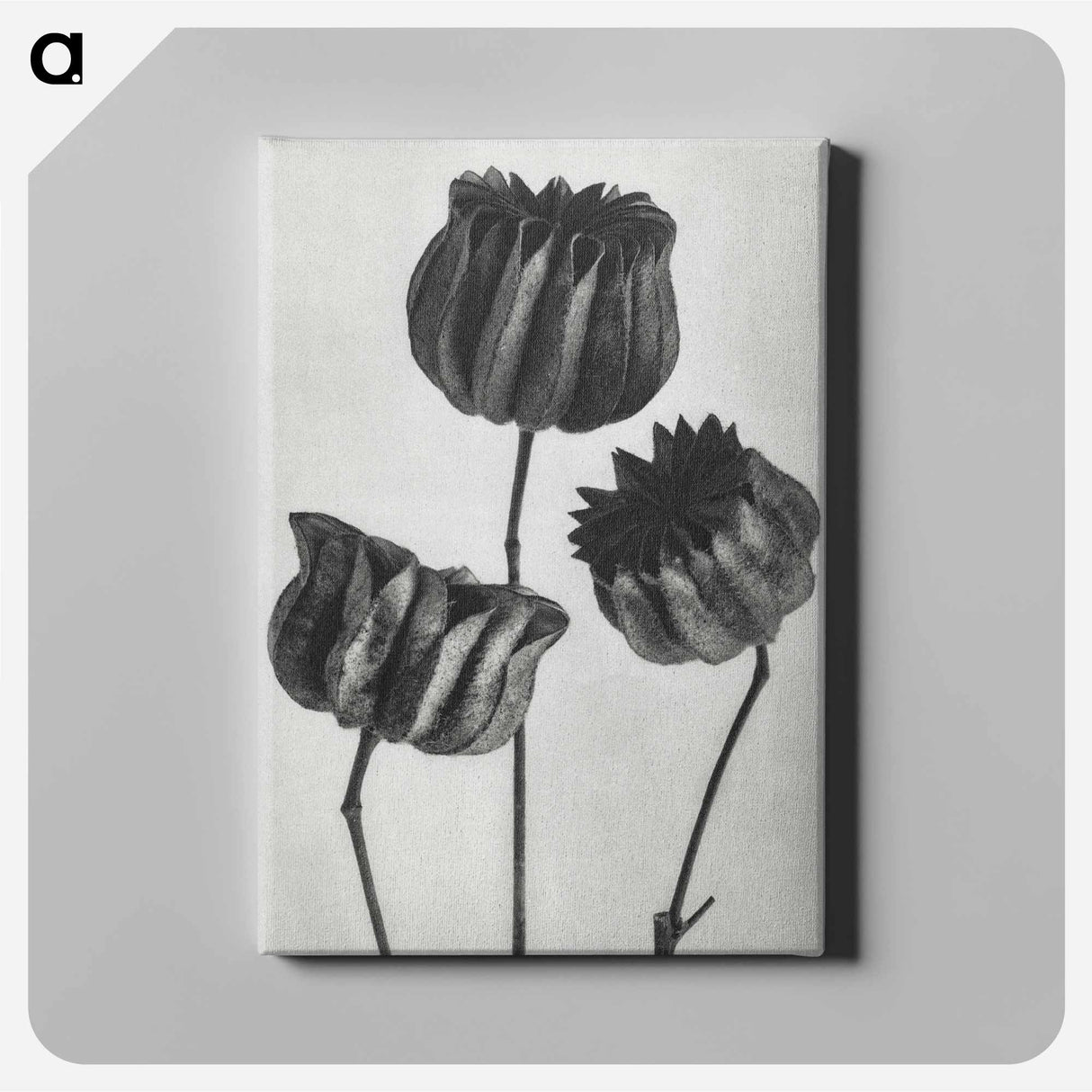 アートパネル-Abutilon (Lime Mallow) pod enlarged six times from Urformen der Kunst by Karl Blossfeldt - カール ブロスフェルト Canvas.