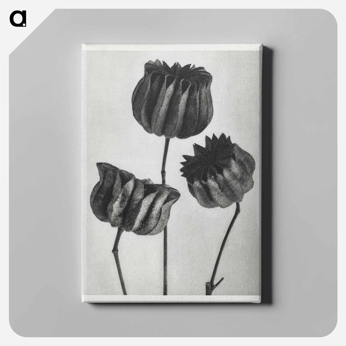 Abutilon (Lime Mallow) pod enlarged six times from Urformen der Kunst by Karl Blossfeldt - カール ブロスフェルト Canvas.