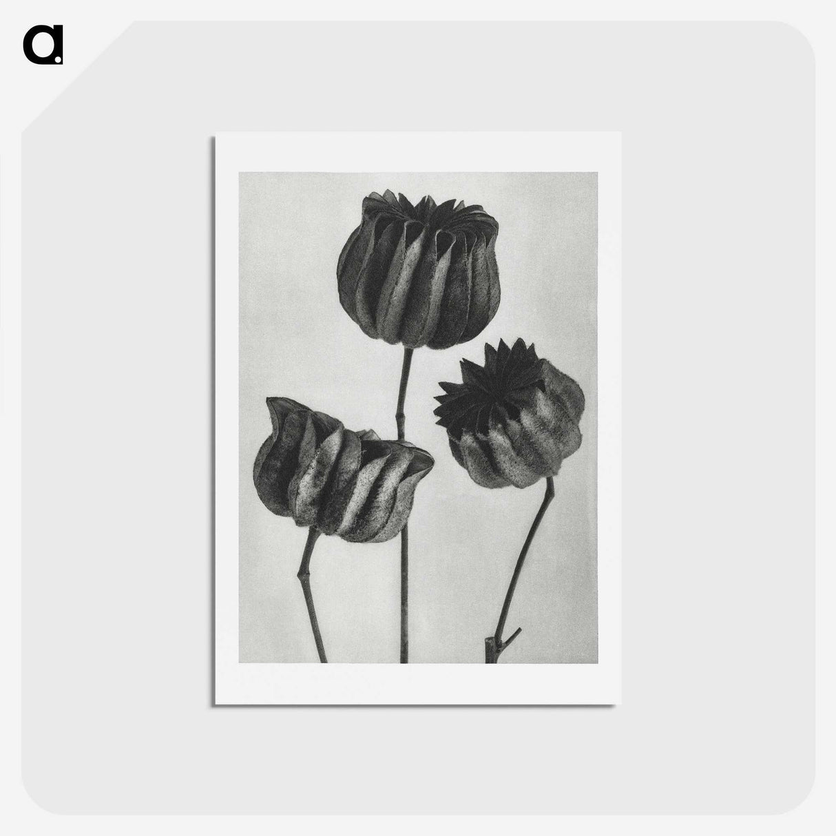 1-2_Karl-Blossfeldt_hagaki