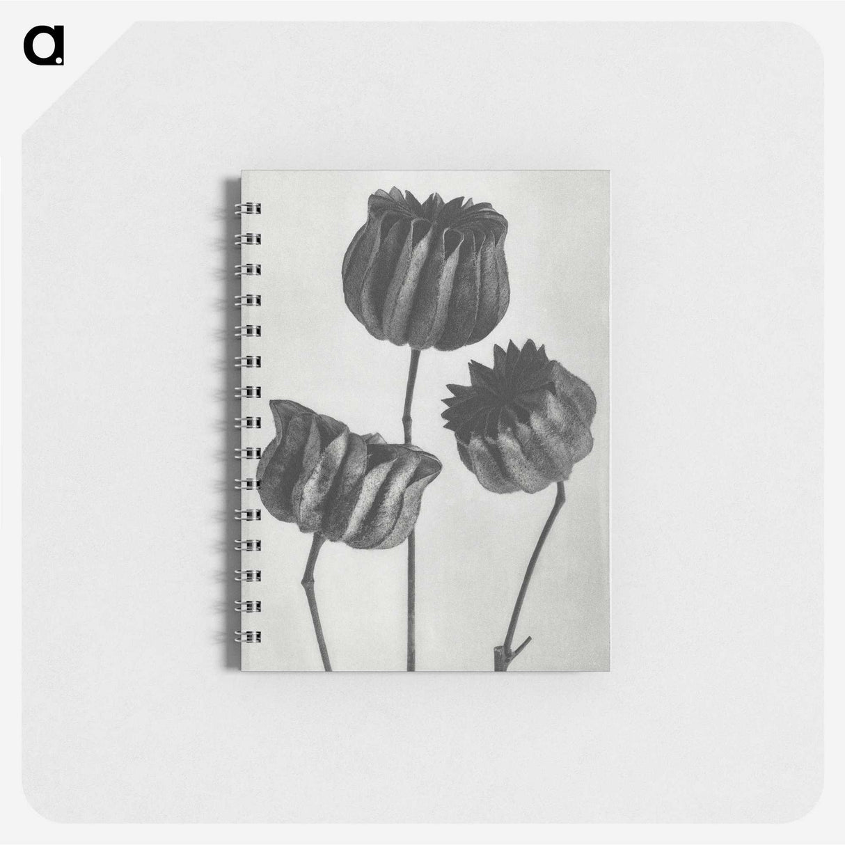 1-2_Karl-Blossfeldt_memo