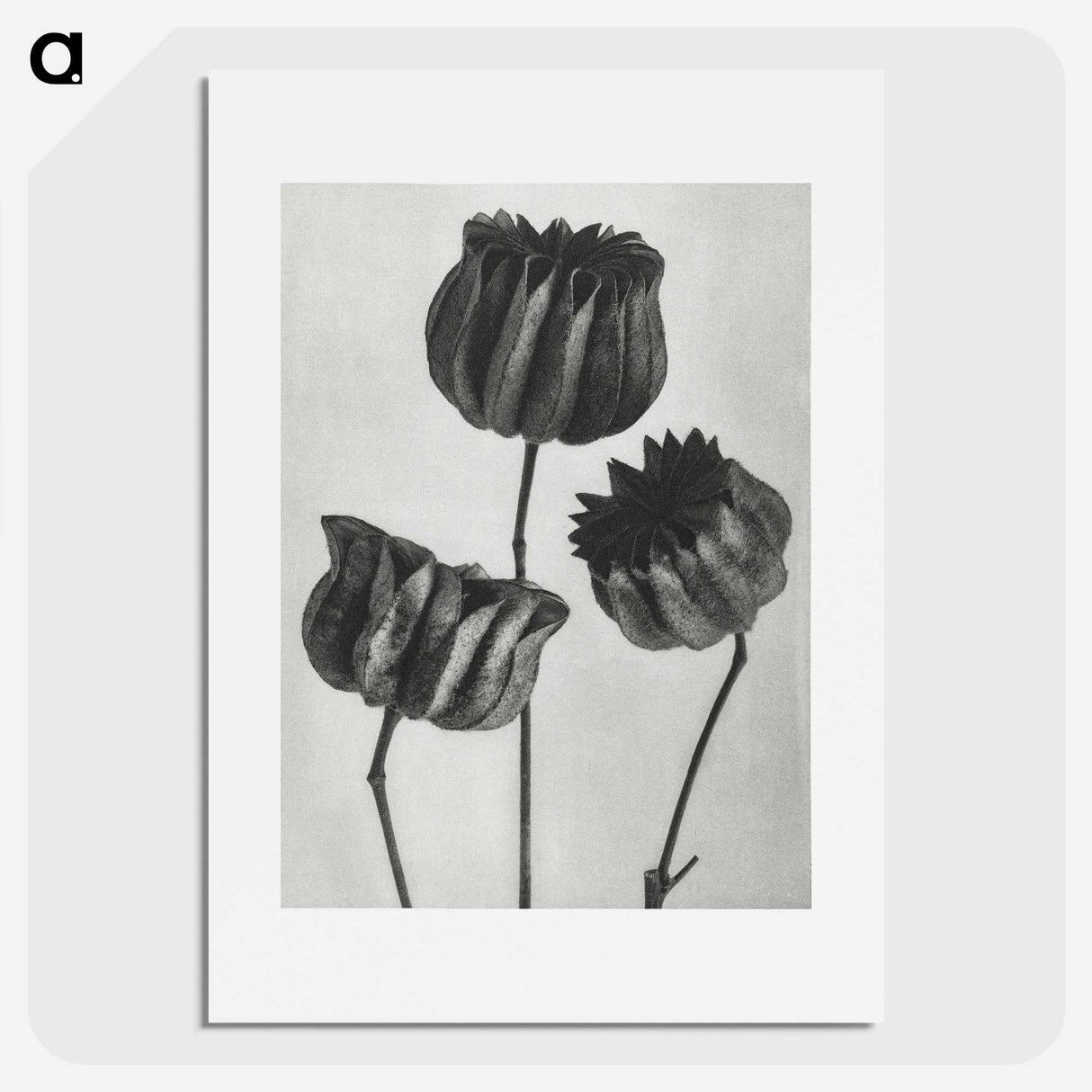 1-2_Karl-Blossfeldt_picture