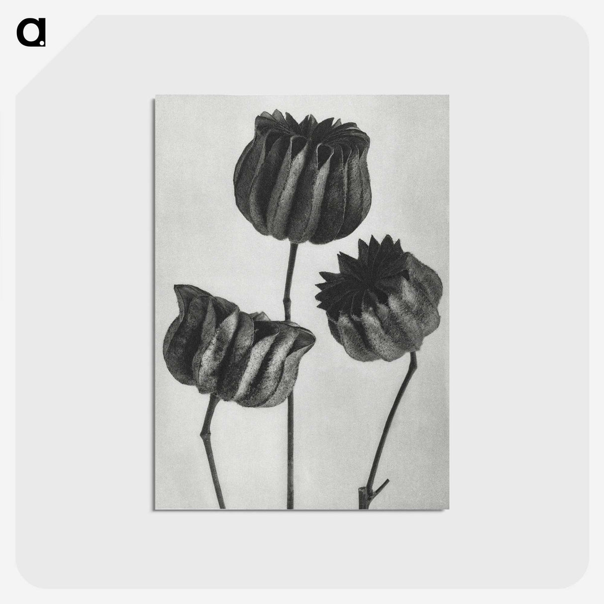1-2_Karl-Blossfeldt_postcard