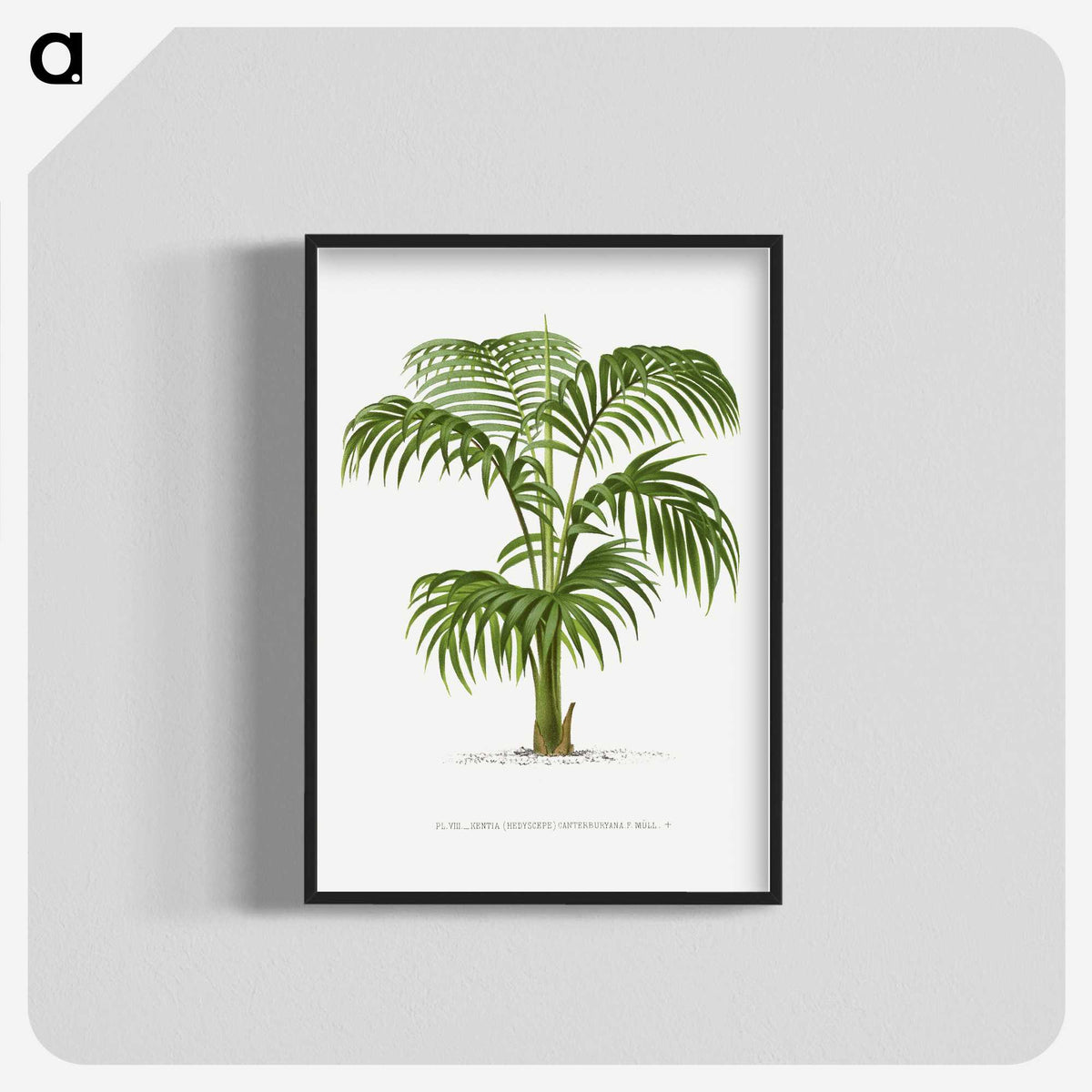 1-2_Les-Palmiers-Histoire-Iconographique_blk-crop