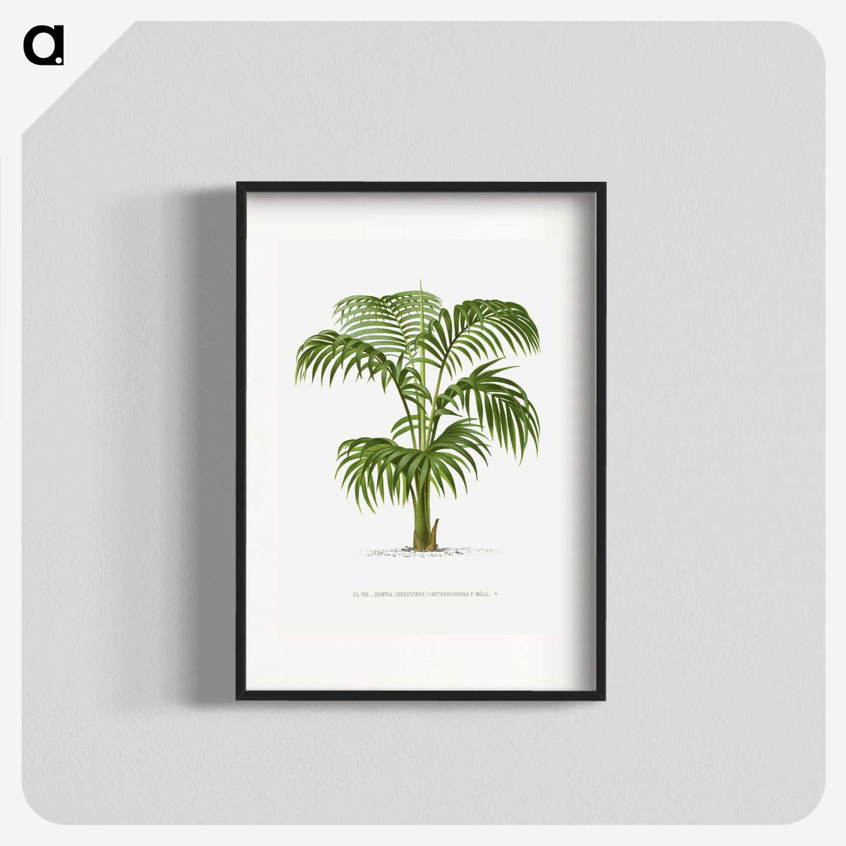 1-2_Les-Palmiers-Histoire-Iconographique_blk