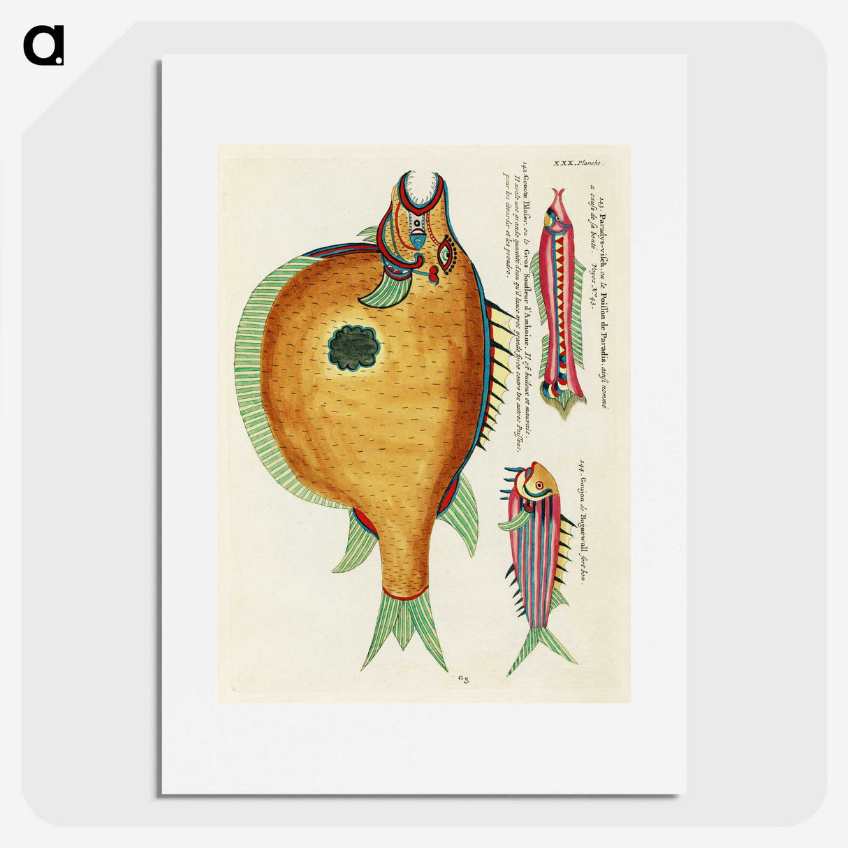 1-2_Louis-Renard_picture