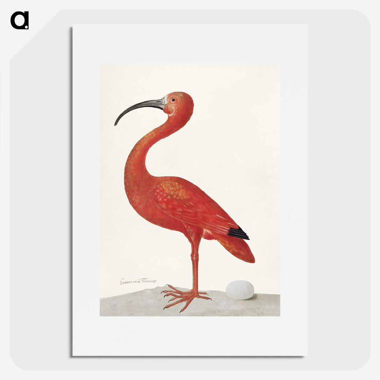 1-2_Maria-Sibylla-Merian_picture