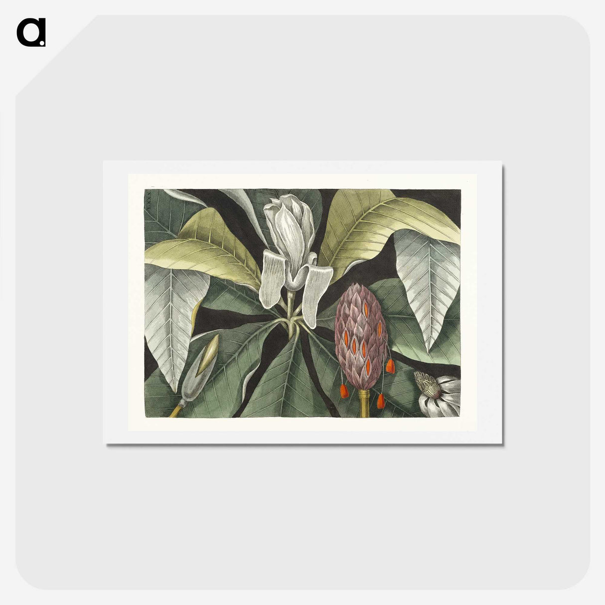 1-2_Mark-Catesby_hagaki