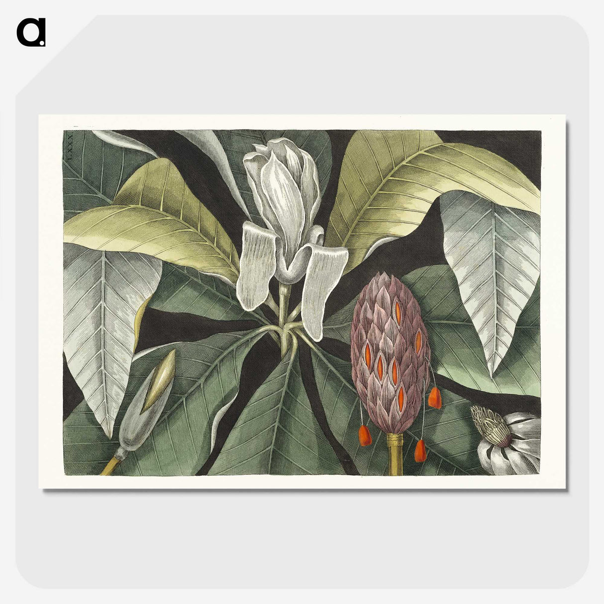 1-2_Mark-Catesby_picture-crop