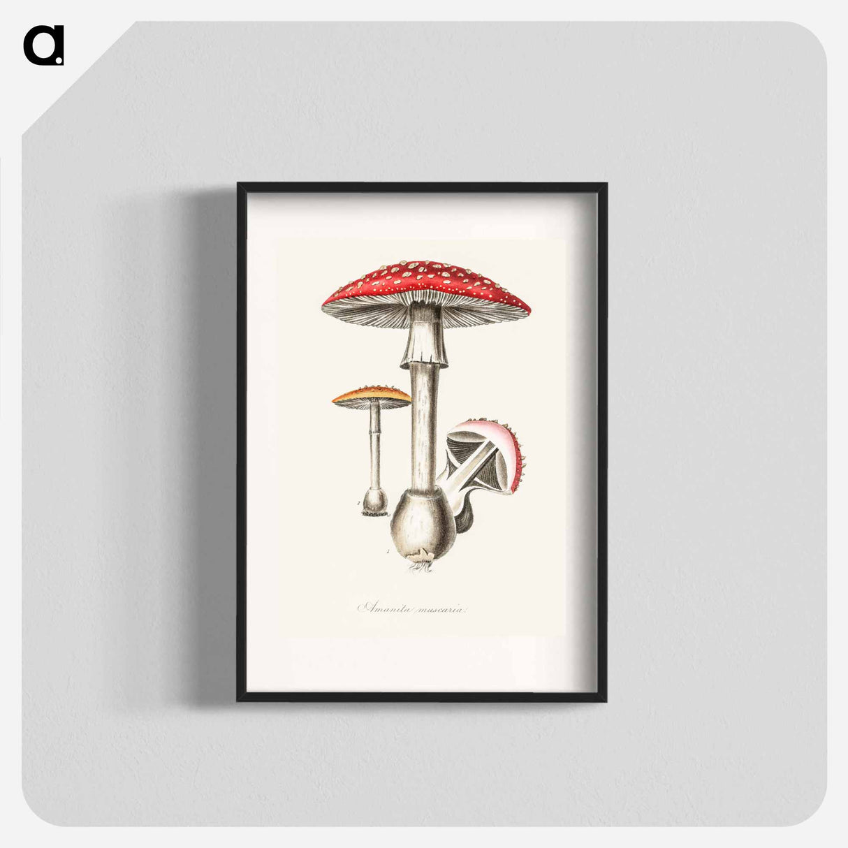 アートポスター-Amanita muscaria
- 薬用植物学 Poster.