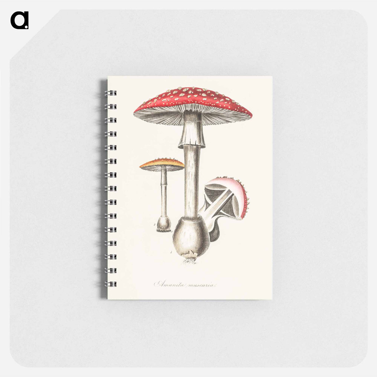 アートメモ帳-Amanita muscaria
- 薬用植物学 Memo.