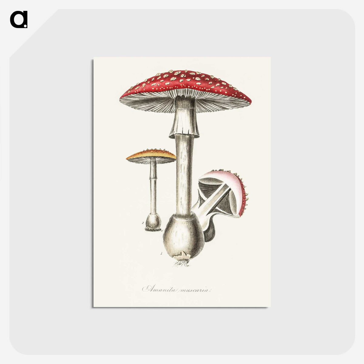 1-2_Medical-Botany_postcard
