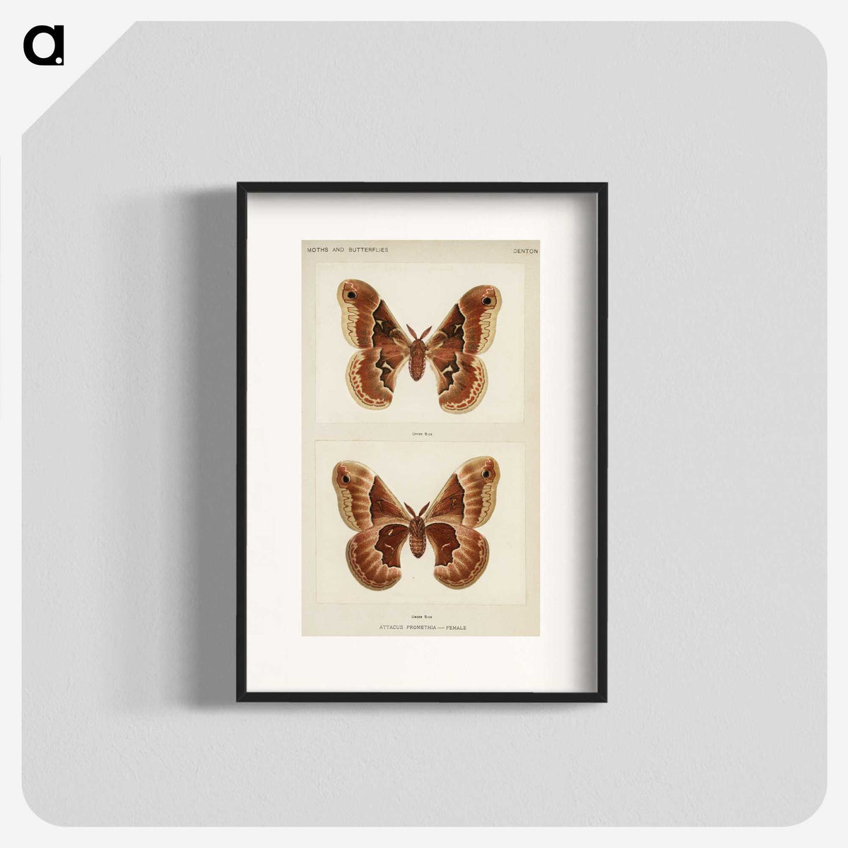 1-2_Moths-and-Butterflies-of-the-United-States_blk