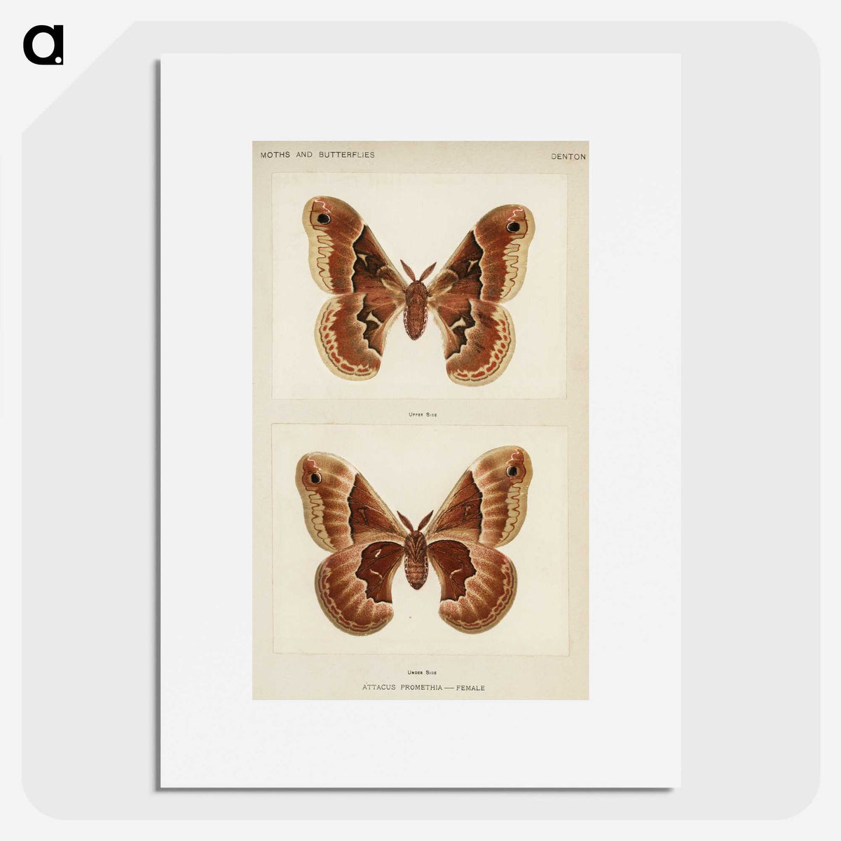 1-2_Moths-and-Butterflies-of-the-United-States_picture