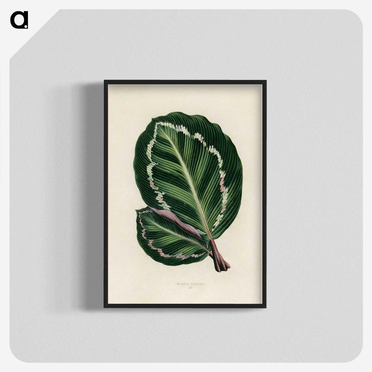 1-2_New-and-Rare-Beautiful-Leaved-Plants_blk-crop