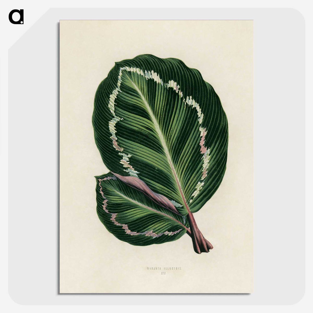 1-2_New-and-Rare-Beautiful-Leaved-Plants_picture-crop
