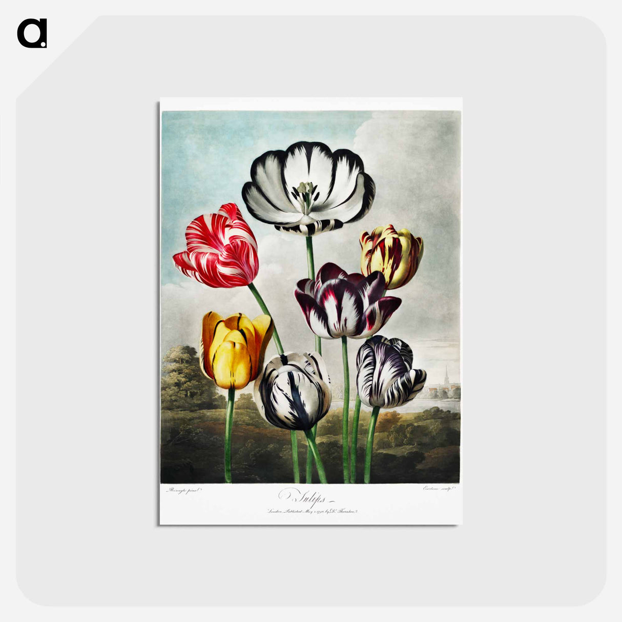 アートポストカード-Tulips from The Temple of Flora
- ロバート ジョン ソーントン Postcard.