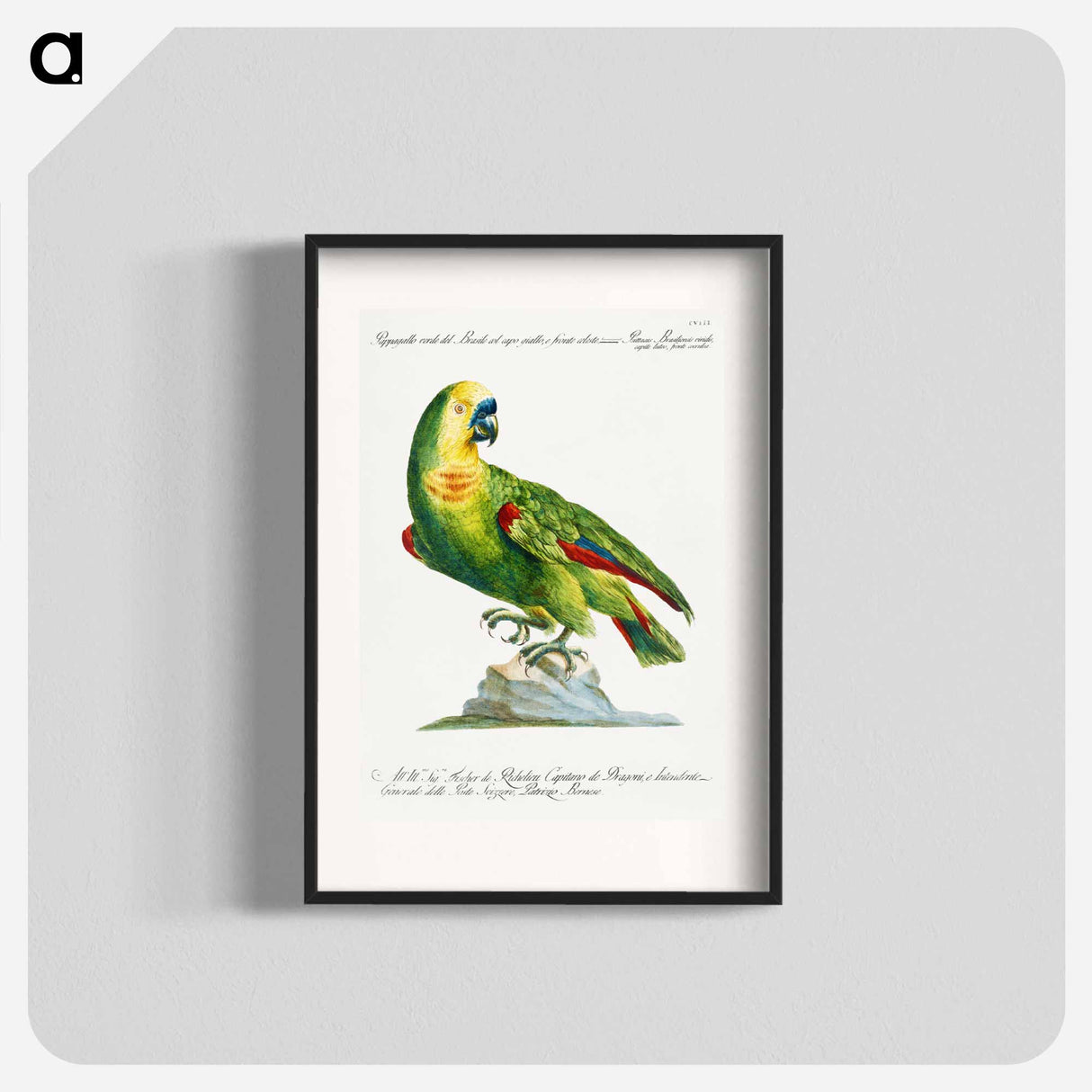 Parrot
- サヴェリオ マネッティ Poster.