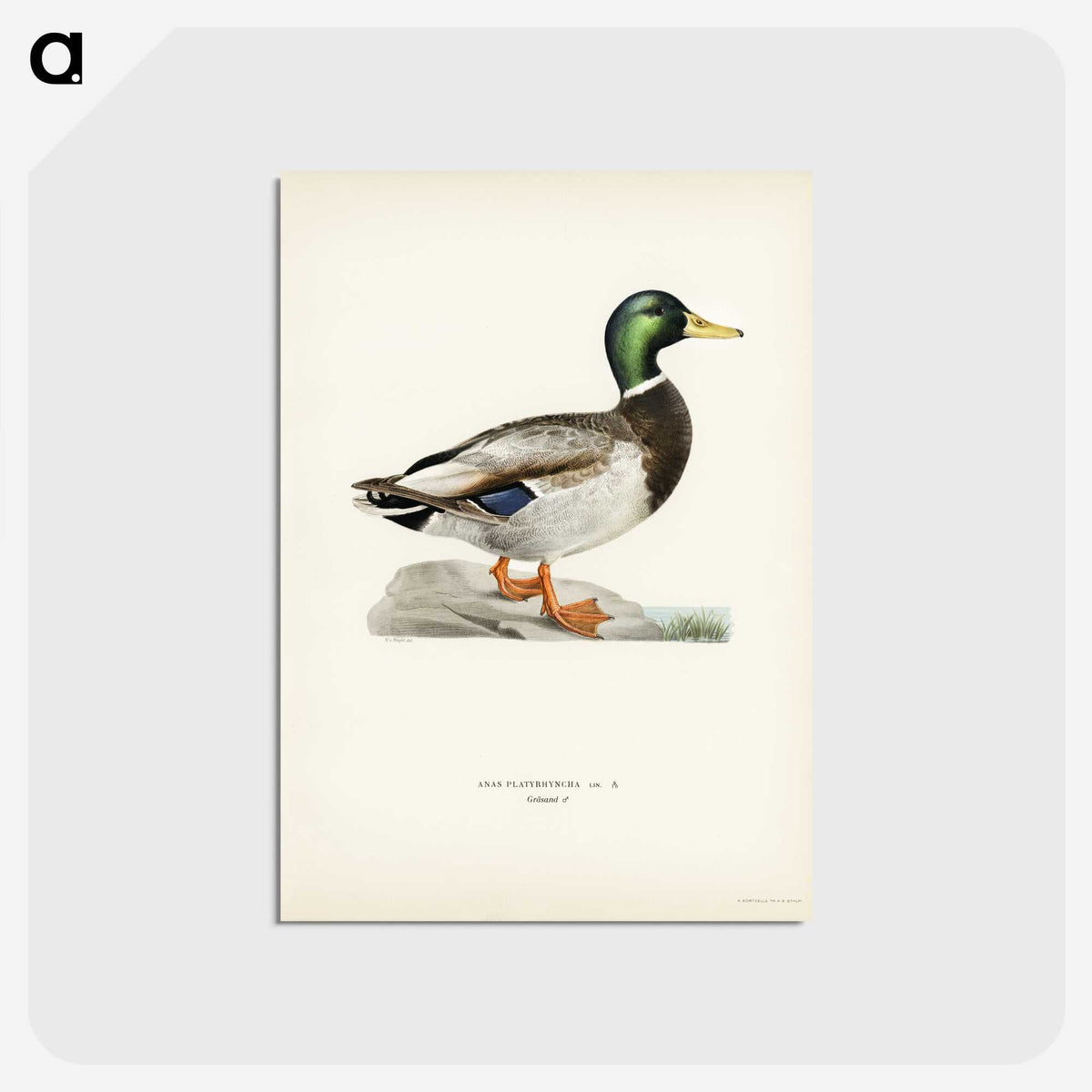 1-2_Svenska-Faglar_postcard