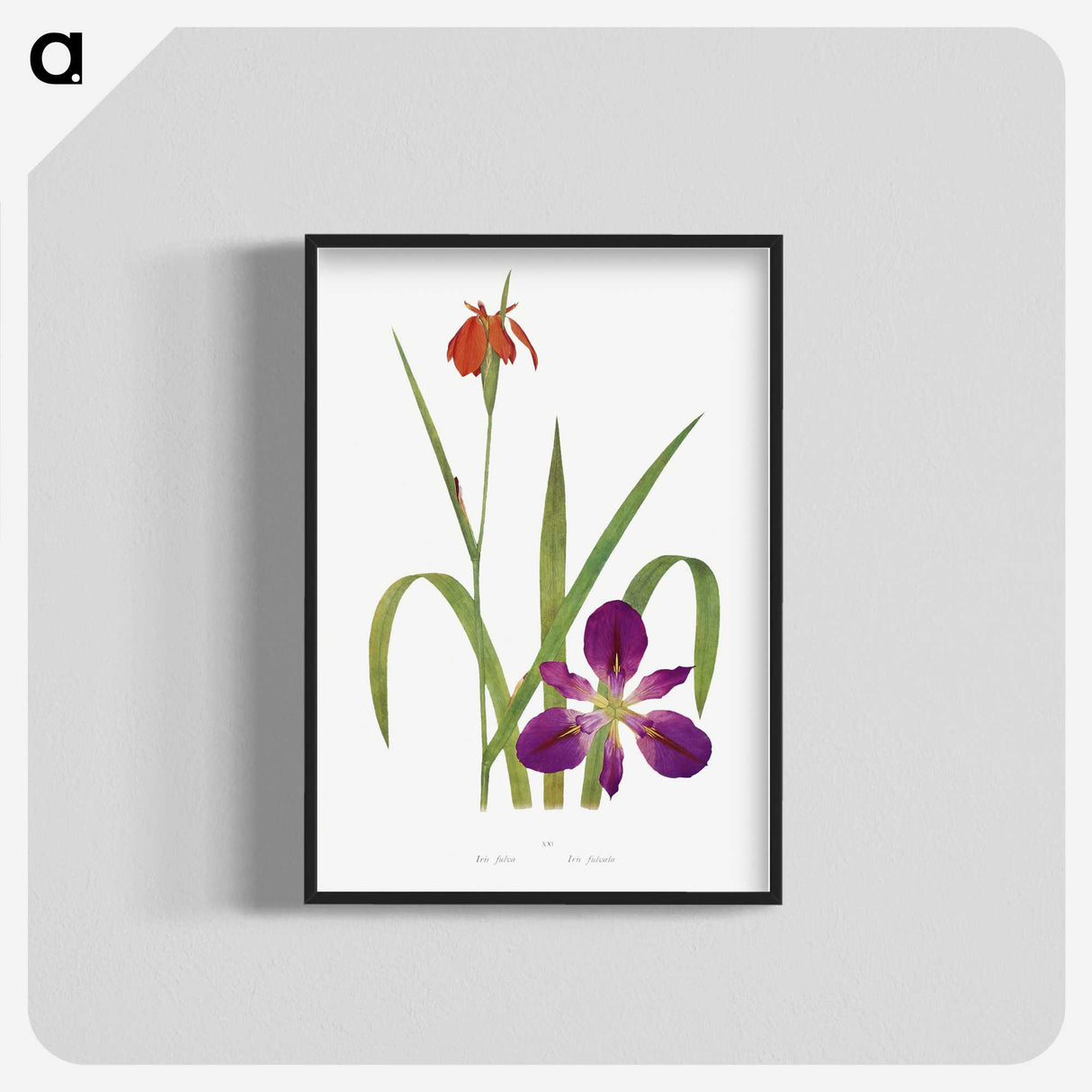 1-2_The-Genus-Iris_blk-crop