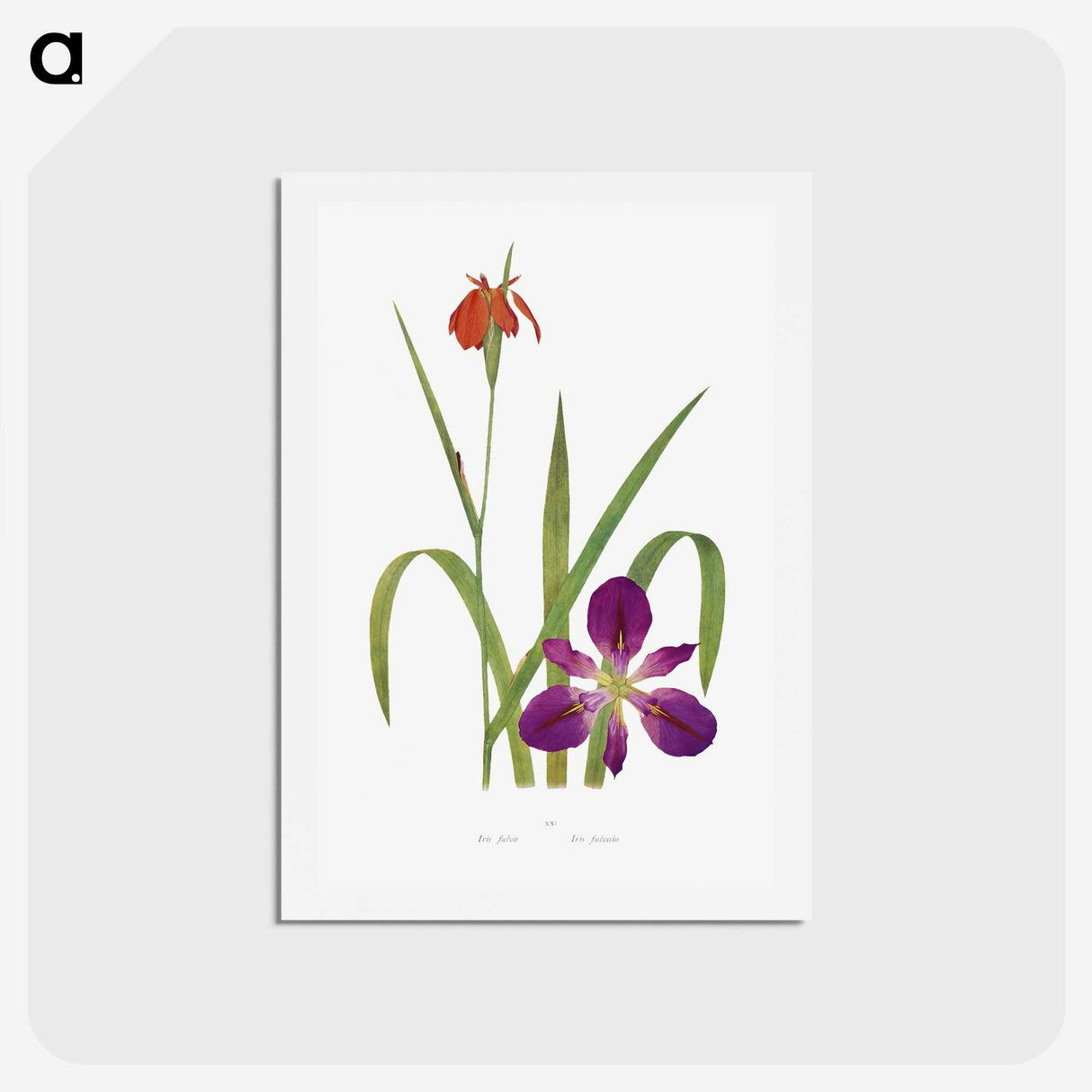 1-2_The-Genus-Iris_hagaki
