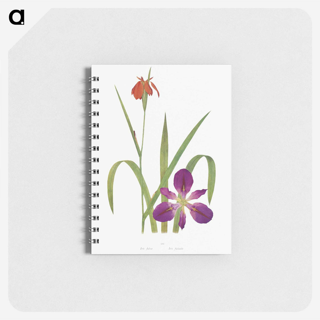 1-2_The-Genus-Iris_memo