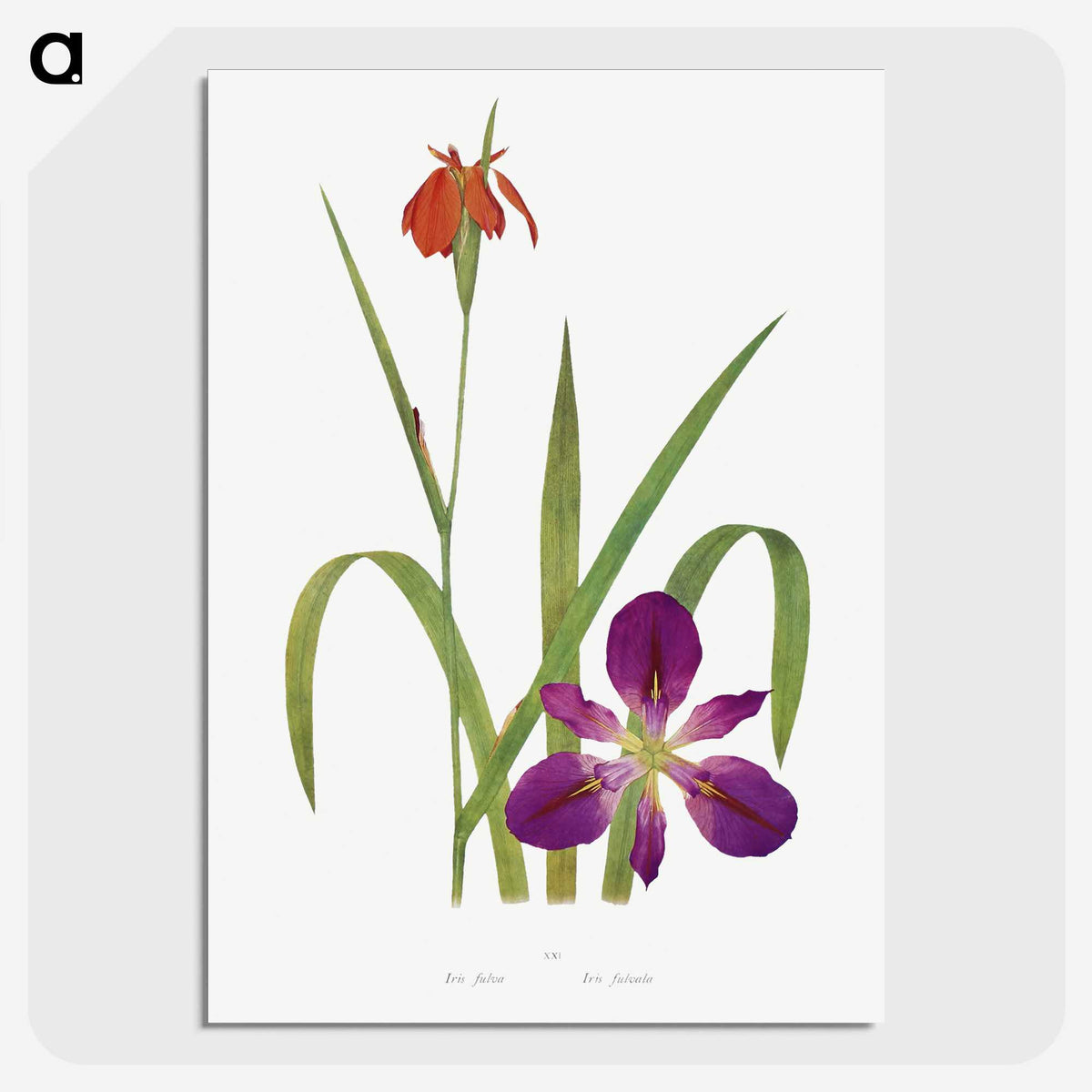 1-2_The-Genus-Iris_picture-crop