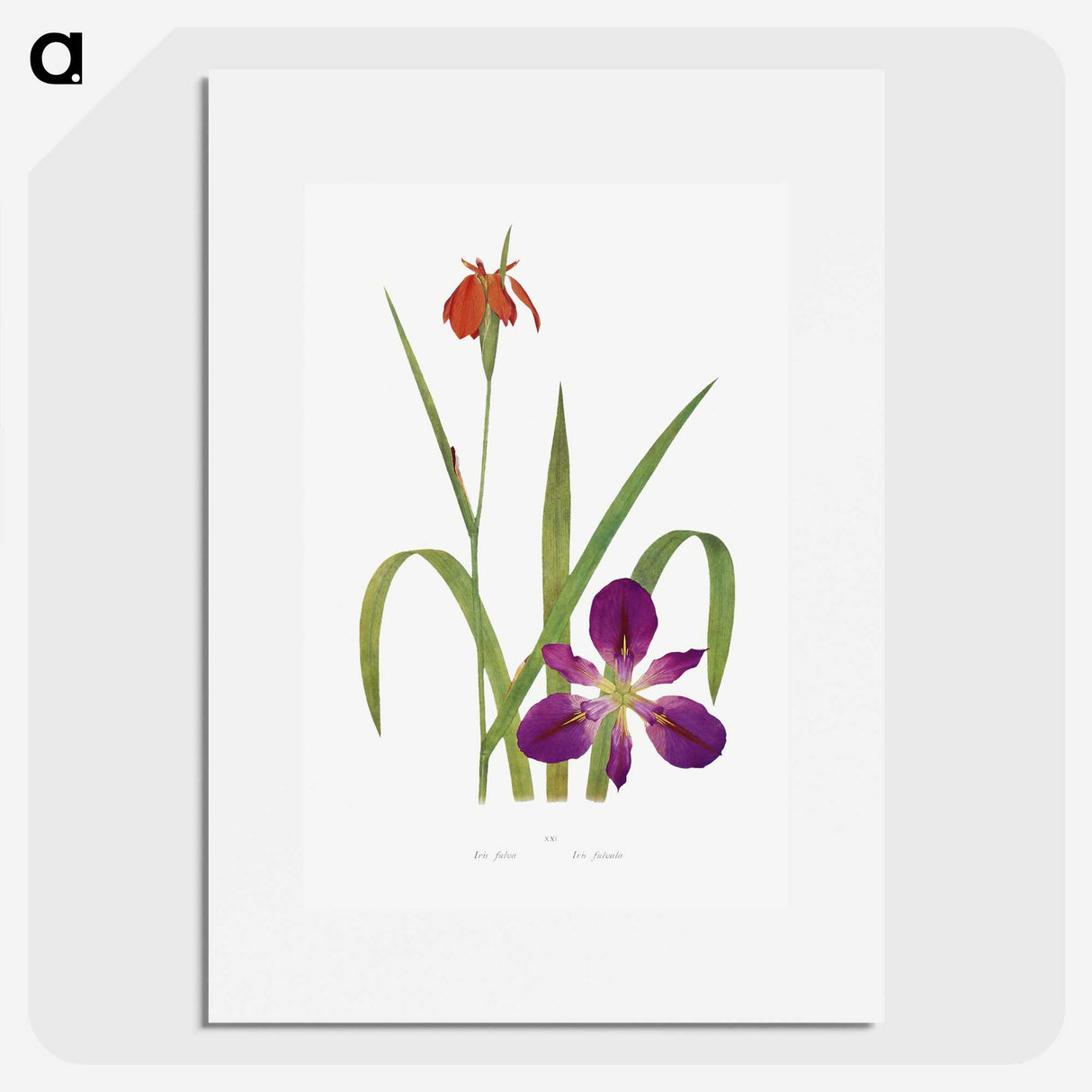 1-2_The-Genus-Iris_picture