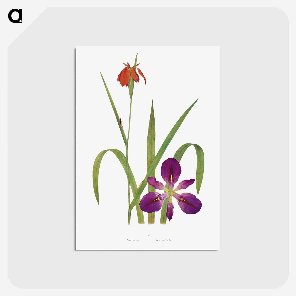 1-2_The-Genus-Iris_postcard